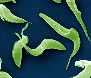 An image of the trypanosoma bacterium.