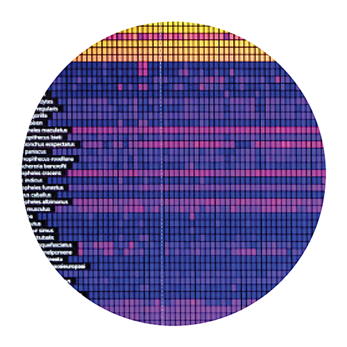 Image of DNA sequences stacked one below another for comparison. These are represented as hundreds of different color cells.
