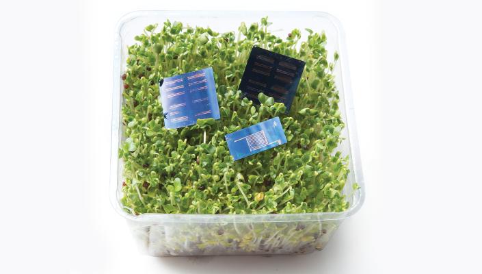 photo of a tray of alfalfa sprouts with computer chips