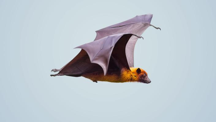 Image of a bat flying