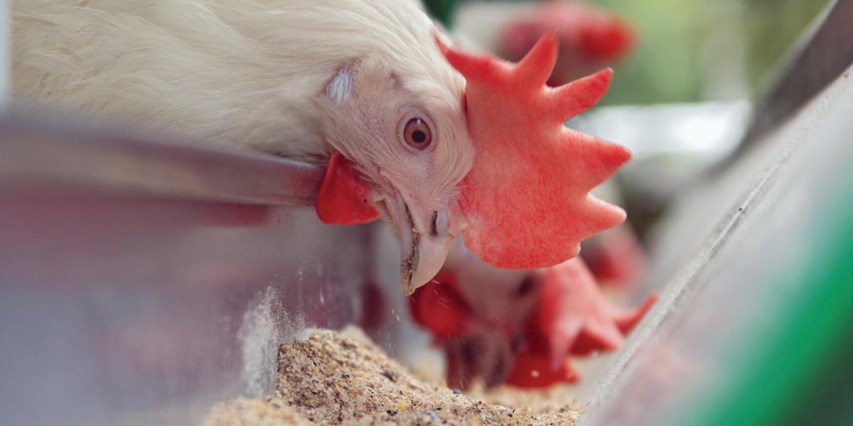 close-up photo of a chicken eating from a pile of feed