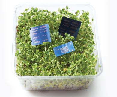 photo of a tray of alfalfa sprouts with computer chips