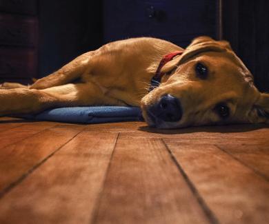 A labrador retriever lying on a dog bed