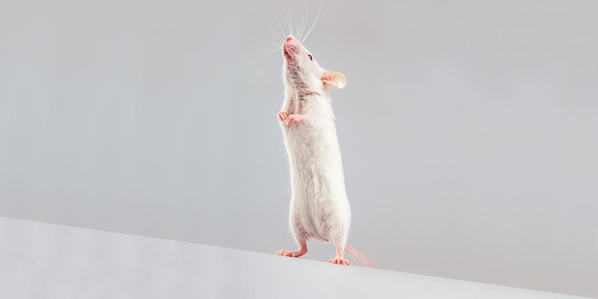 mouse standing on the back legs