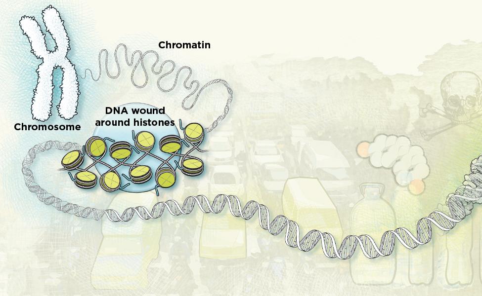 illustration of chromosome, chromatin, and DNA wound around histones