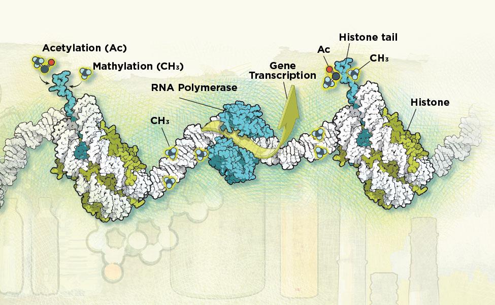 illustration showing the processes of acetylation and methylation