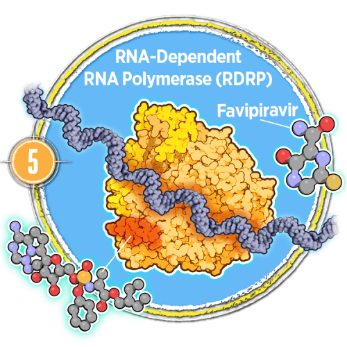 Inhibiting RNA polymerase